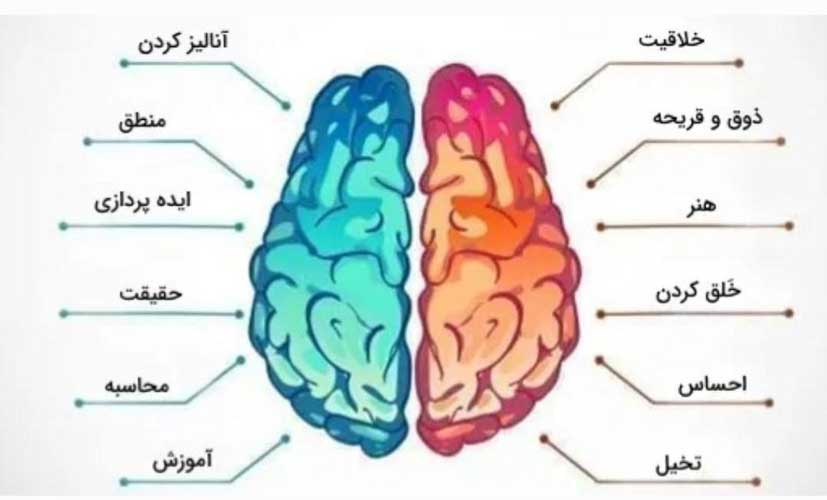 قسمت های مختلف مغز انسان