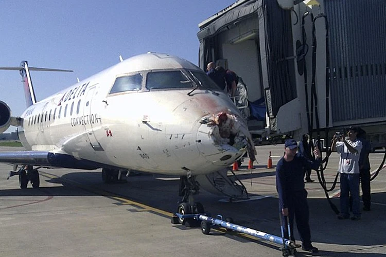 برخورد پرندگان با هواپیما (Bird Strike)