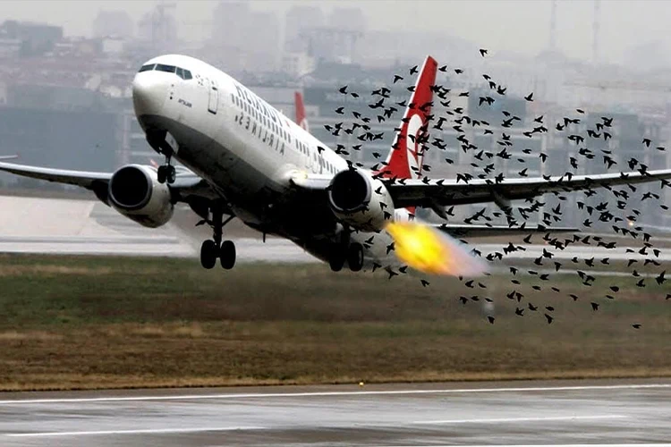 برخورد پرندگان با هواپیما (Bird Strike)