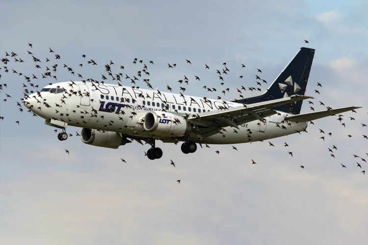 برخورد پرندگان با هواپیما (Bird Strike)
